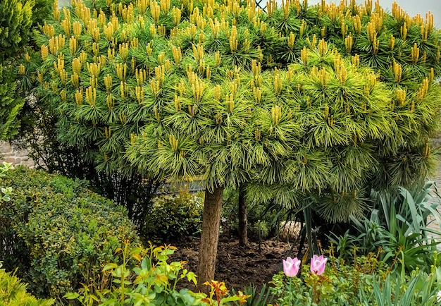 Pijnboom met verse toppen in de zomertuin.