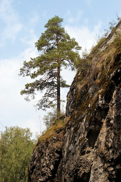 Pijnboom op een berghelling