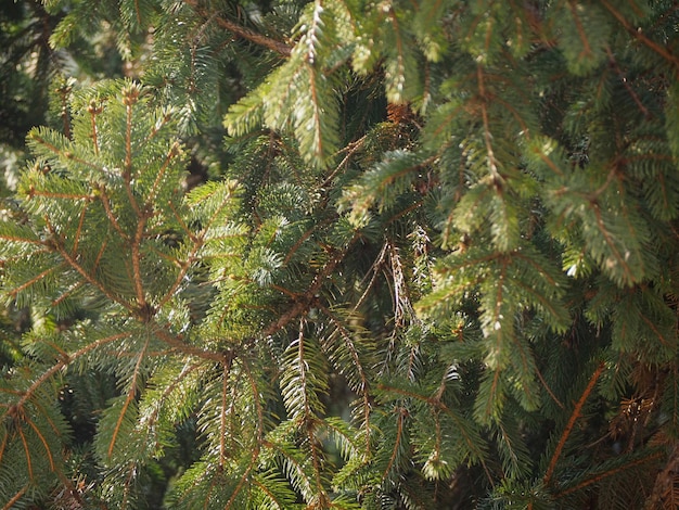 Pijnboom Pinus Pinaceae boom