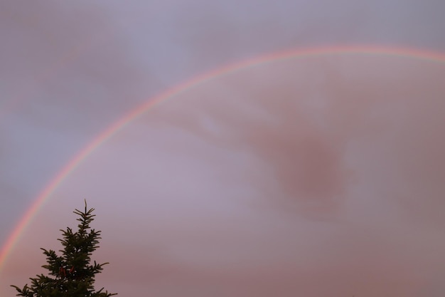 Pijnboom Regenboog in de gesloten lucht