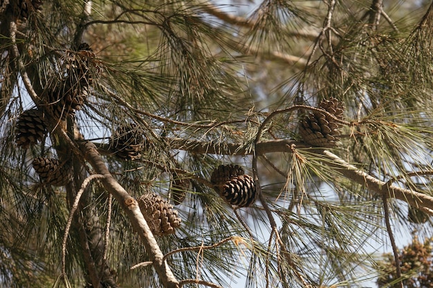 Foto pijnboom