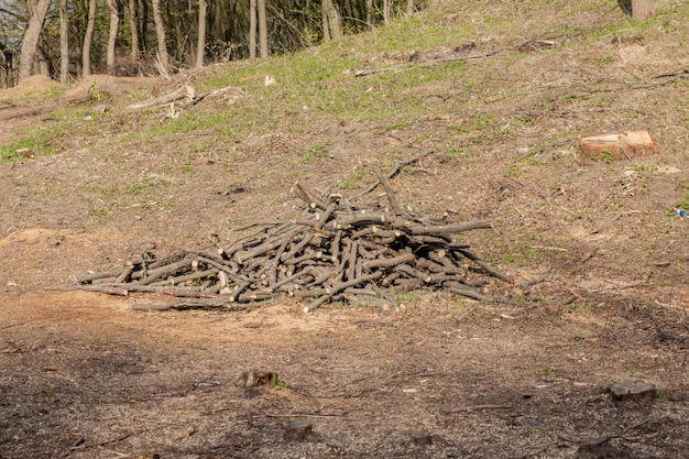 Pijnboomboom bosbouw exploitatie in een zonnige dag. Stompen en boomstammen laten zien dat overexploitatie leidt tot ontbossing die milieu en duurzaamheid in gevaar brengt