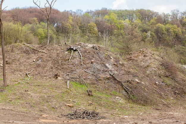 Pijnboomboom bosbouw exploitatie in een zonnige dag. Stompen en logs laten zien dat overexploitatie leidt tot ontbossing die milieu en duurzaamheid in gevaar brengt