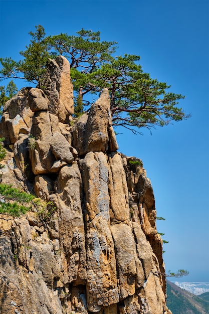 Pijnboomboom en rotsklip, Seoraksan National Park, Zuid-Korea