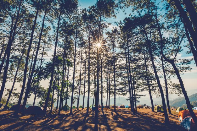 Pijnboomboom in natuurlijk bos en zonlicht met uitstekende toon.