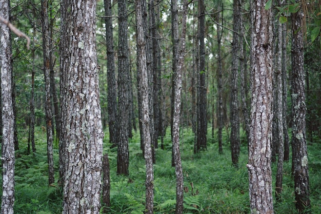 Pijnboomboom in natuurlijk bos met lang bomen en varen groen gras.