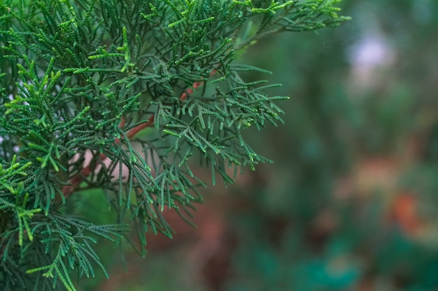 Pijnboomboom met harig blad