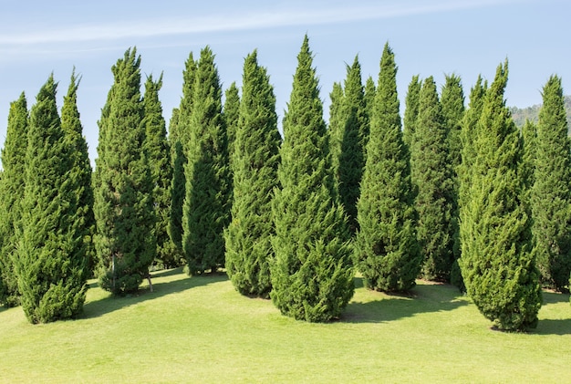 pijnboomboomdecoratie in het park