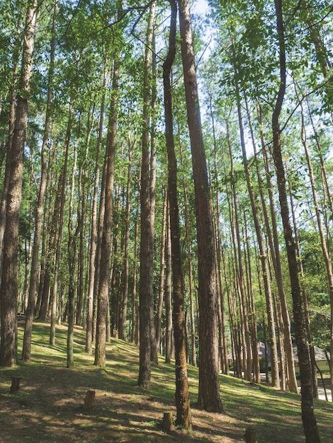 Pijnboombos in het nationale park van doi inthanon, thailand