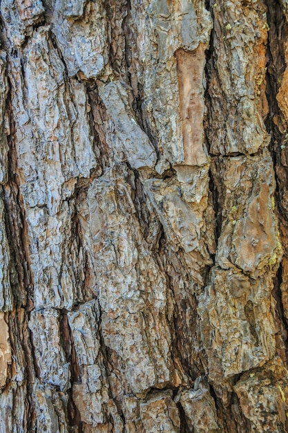 Foto pijnboombos, pang oung, de zoon van mae hong, thailand