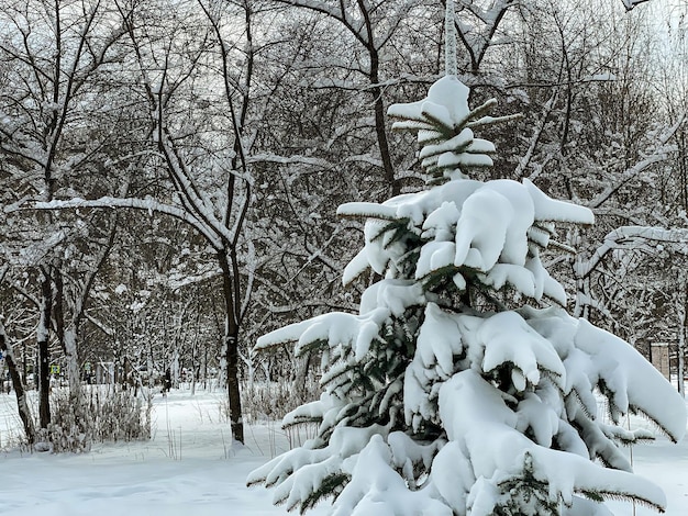 Pijnboomkerstboom met sneeuw in bos