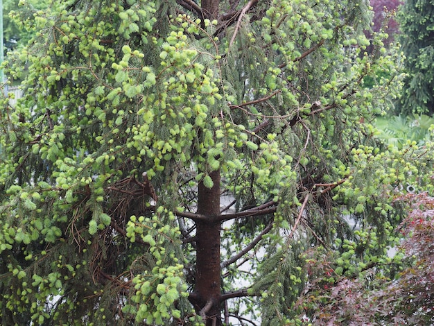 Pijnboomknoppen in het voorjaar