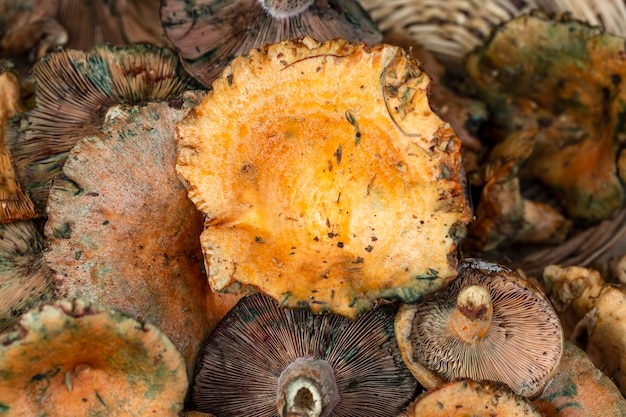 Pijnboompaddestoelen (Lactarius deliciosus) (Cintar-paddenstoel)