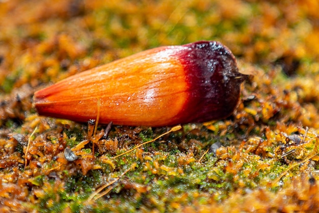 Pijnboompitten van de Parana-pijnboom Araucaria angustifolia Pinhao-vrucht