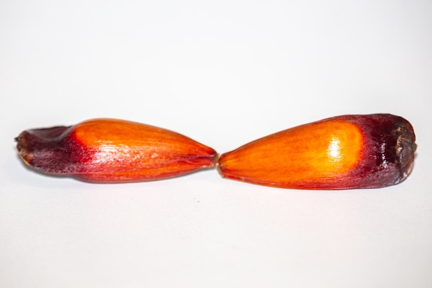 Pijnboompittenvruchten van de Paranapijnboom Auraucaria angustifolia Pinhao