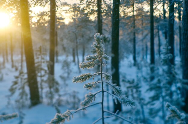 Pijnboomsneeuwtak, winterlandschap met het dennenbos en zonsondergang, ondiepe scherptediepte