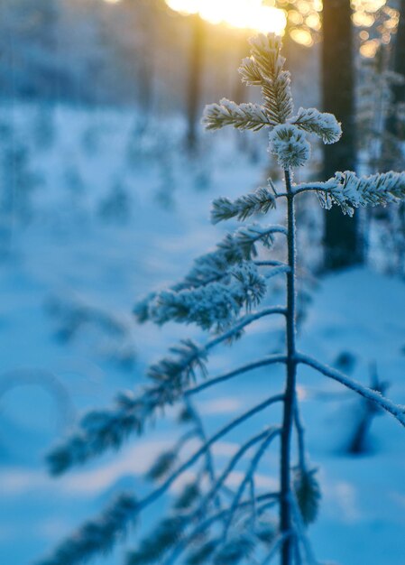 Pijnboomsneeuwtak, winterlandschap met het dennenbos en zonsondergang, ondiepe scherptediepte