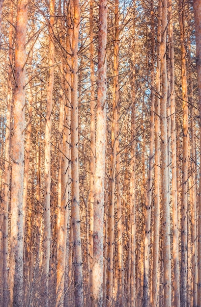 Pijnboomstam verlicht door de zon