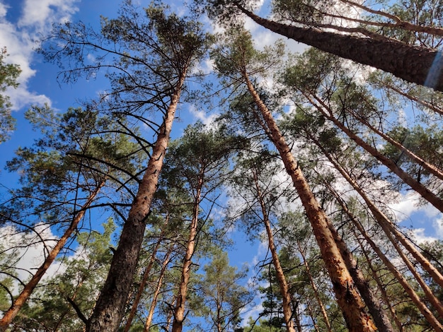 Pijnboomstammen pijnbomen die zich uitstrekken, het is allemaal genomen in een supergroothoek