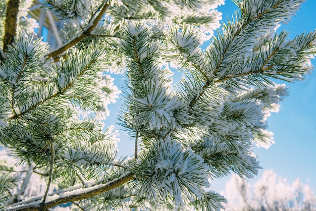 Pijnboomtakken bedekt met vorst