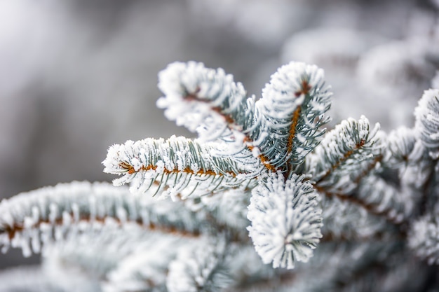 Pijnboomtakken bedekt vorst in besneeuwde sfeer.