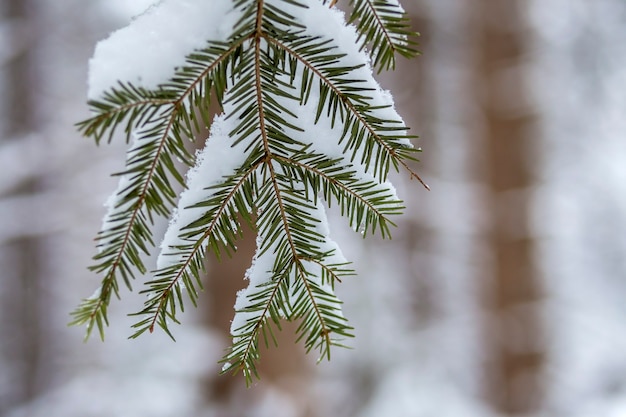 Pijnboomtakken met groene naalden bedekt met diepe verse schone sneeuw op wazig blauwe buiten kopie ruimte achtergrond.