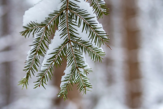 Pijnboomtakken met groene naalden bedekt met diepe verse schone sneeuw op wazig blauwe buiten kopie ruimte achtergrond.