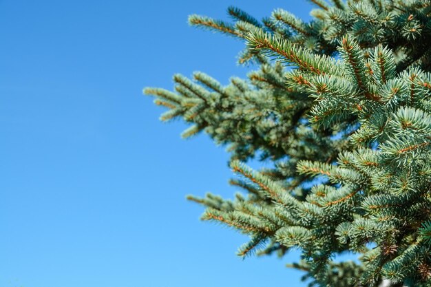 Pijnboomtakken op blauwe hemelachtergrond