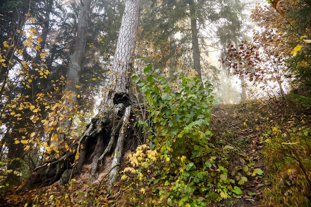 Pijnboomwortels. Herfst mistig bos. Stammen en bomen. Ochtend natuur in een mist