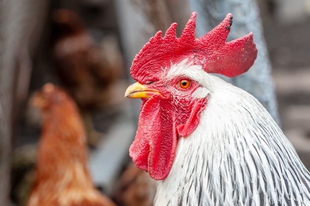 Pik buiten boerderij