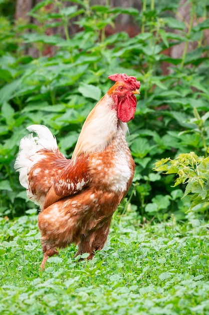 Pik op het gras