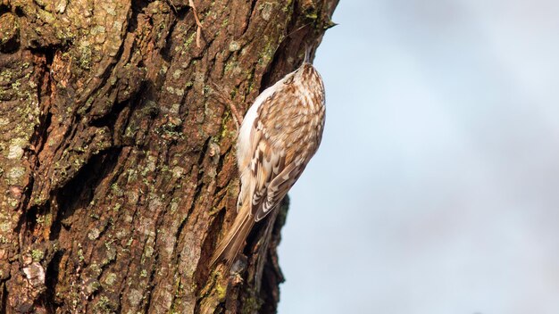 ピカ鳥は虫を探して木の幹に沿って走る