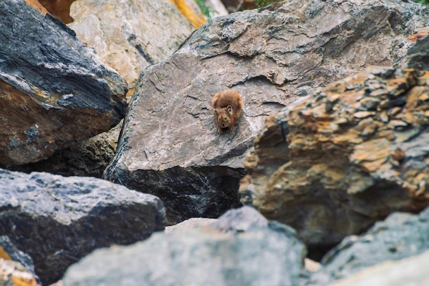 Pika knaagdier op stenen in hooglanden