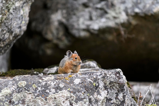 Pika Ochotona rufescens lying on stone in the mountains Pika in wilde nature