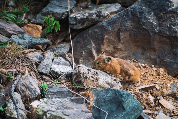 高地の石に齧歯動物ピカ。カラフルな岩だらけの丘の上の小さな好奇心旺盛な動物。山の美しい岩の上の小さなふわふわかわいい哺乳類。大きな耳を持つ小さなマウス。小さな軽快なナキウサギ。