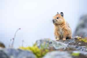 Photo pika standing alert on a rocky hillside