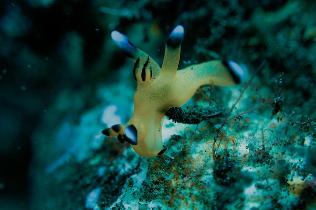 Pokémon Pikachu com uma Câmera em uma azul fundo. generativo ai. 28404959  Foto de stock no Vecteezy