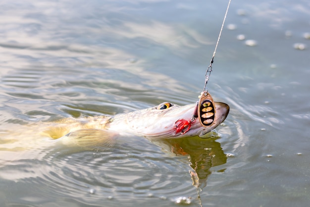 Pike fish Esox Lucius with lure in mouth in the water. 