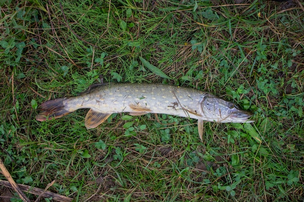 パイクの魚は回転しながら乾いた草の上に横たわっています