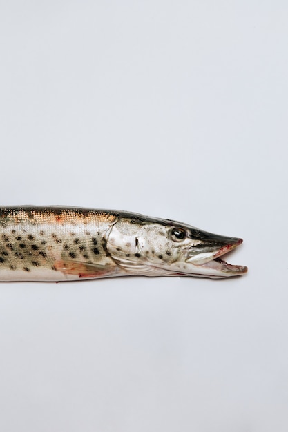 Pike fish with an open mouth lies