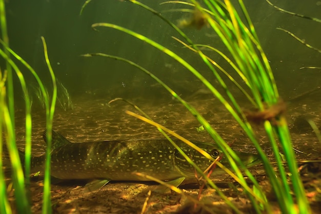 pike under water, predator fish in fresh water