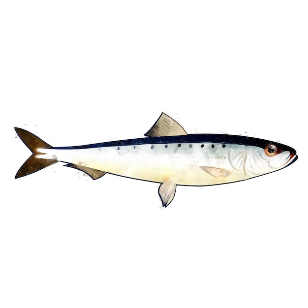 Pilchard, illustrazione isolata acquerello di un pesce.