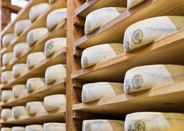 Pile of aging Cheese on wooden shelves in maturing cellar in Franche Comte creamery in France