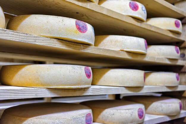 Pile of aging Cheese on wooden shelves in ripening cellar of Franche Comte dairy in France