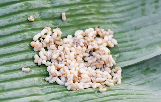 バナナの葉の通りの食べ物の幼虫とウィーバーのアリとアリの卵の山。