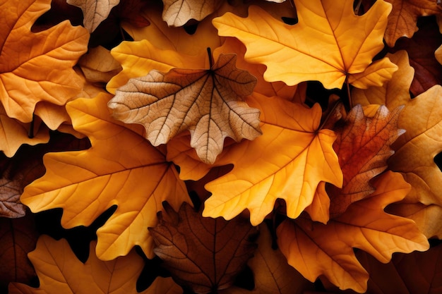 秋の紅葉の山が落ちる自然