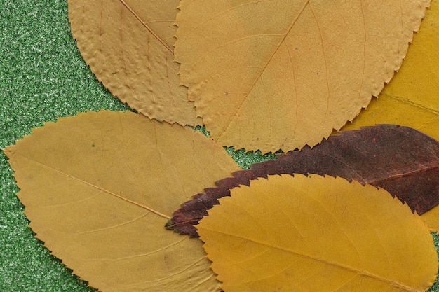 A pile of autumn leaves on a green surface.