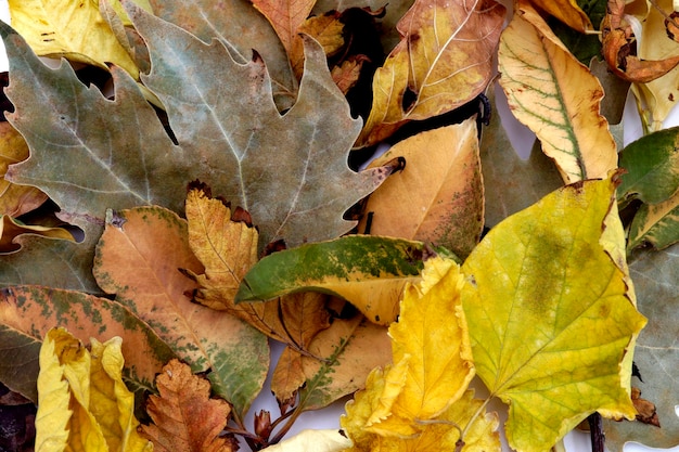 A pile of autumn leaves with the word maple on it