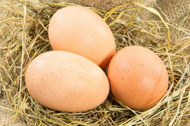 pile of brown eggs in a nest