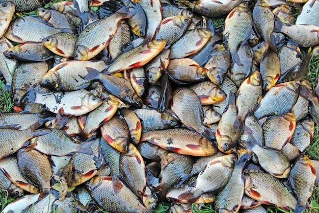 Pile of caught crucians Successful fishing Heap of Carassius carassius Freshly caught river fish